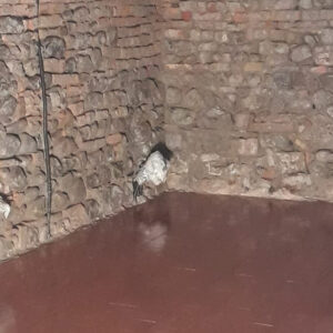 Borgo Regale (PR) Pareti e volte