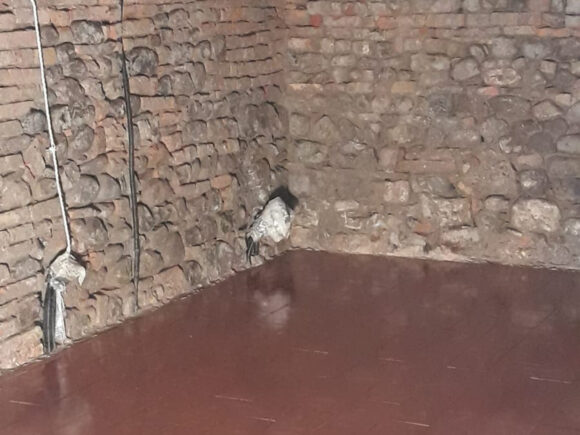 Borgo Regale (PR) Pareti e volte