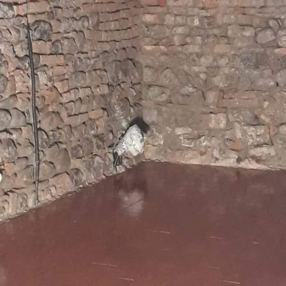 Borgo Regale (PR) Pareti e volte